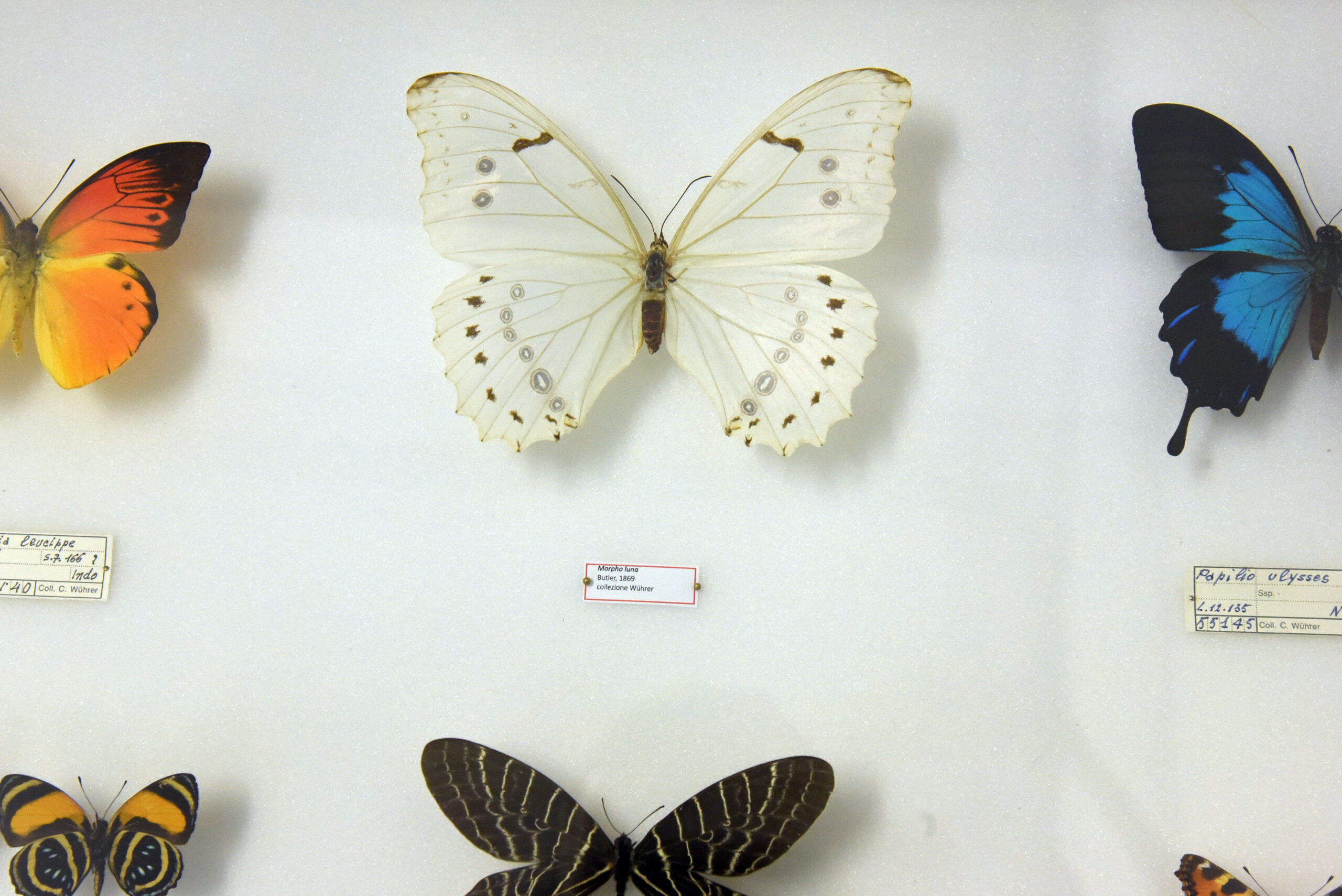 Farfalle - museo della scienza Brescia