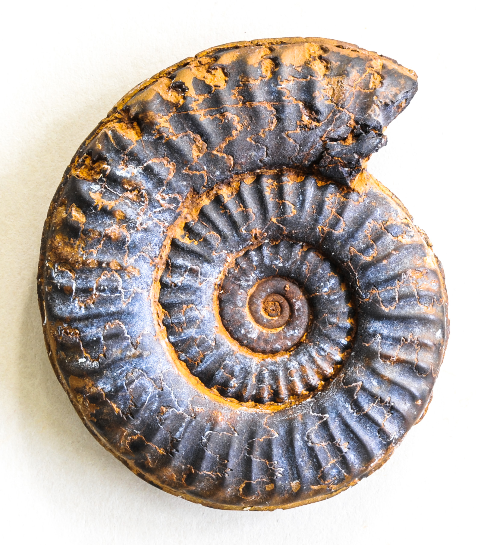 4-Ammonite