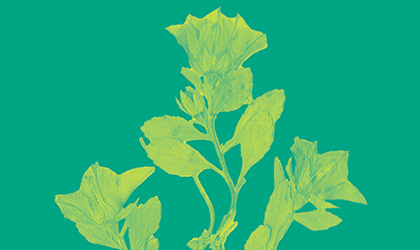 card_botanica