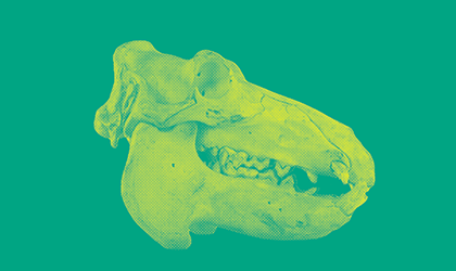 card_zoologia