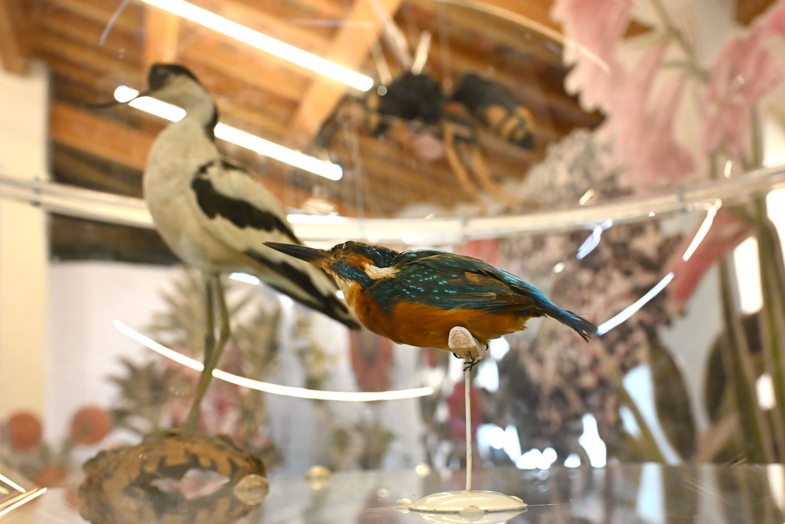 museo delle scienze brescia