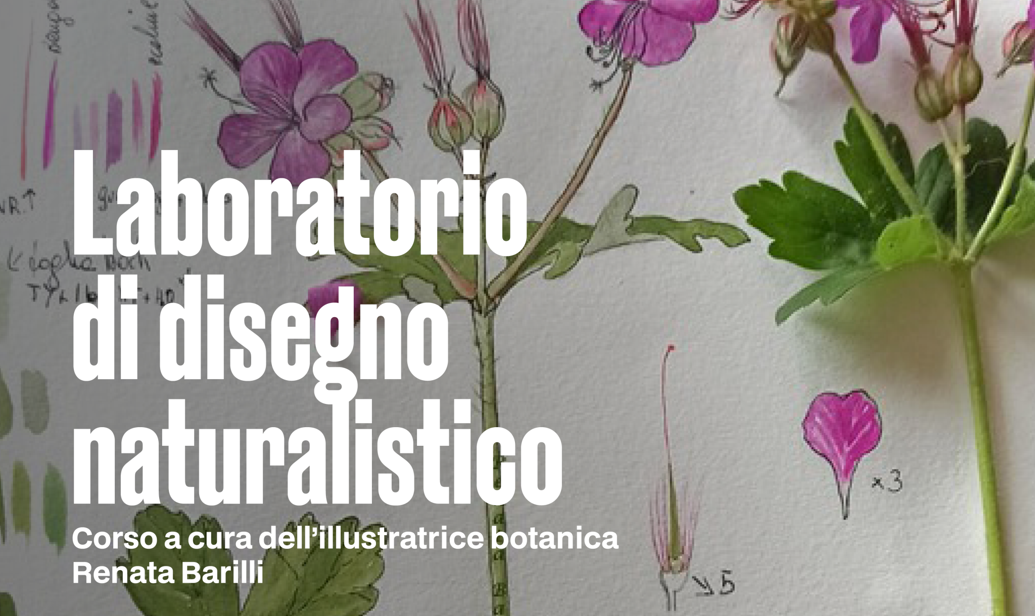 laboratoriodisegnonaturalisticomodificato